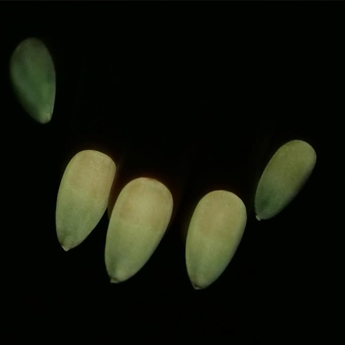 Glow in the dark Clear Gel Polish 10ML semi-clear jelly gel glow lemon-yellow for nail art design (GP66fCLY)