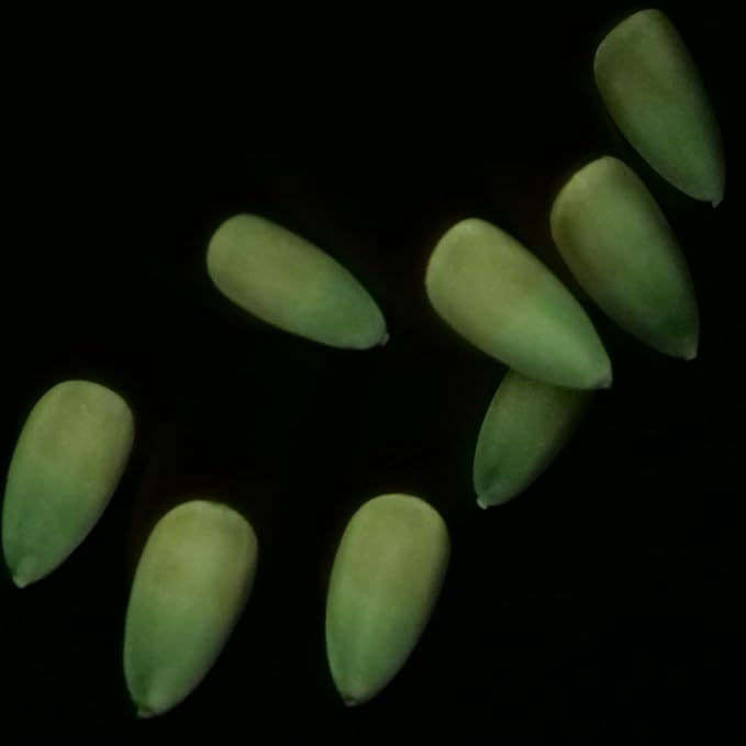Glow in the dark Clear Gel Polish 10ML semi-clear jelly gel glow lemon-yellow for nail art design (GP66fCLY)